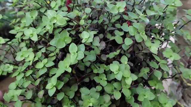 Best Indoor Hanging Plants | Indoor Hanging Basket Plants With Care | Gardening Malayalam