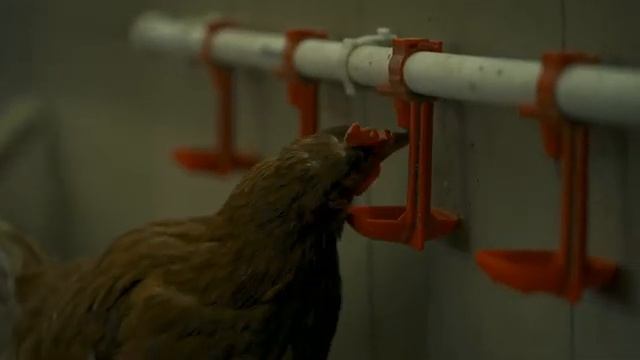 «Мама, я ухожу в монастырь». Из московской богемы — к Богу.mp4