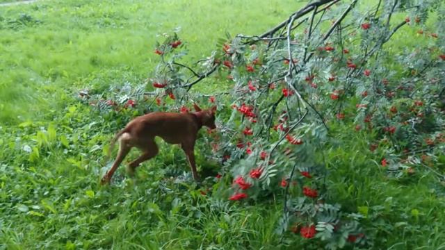Тео-садовник
