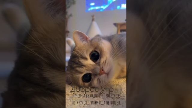 Доброго субботнего утра!?