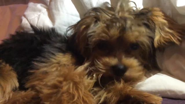 Cute Yorkie Eating His Stinky Bone 🍖