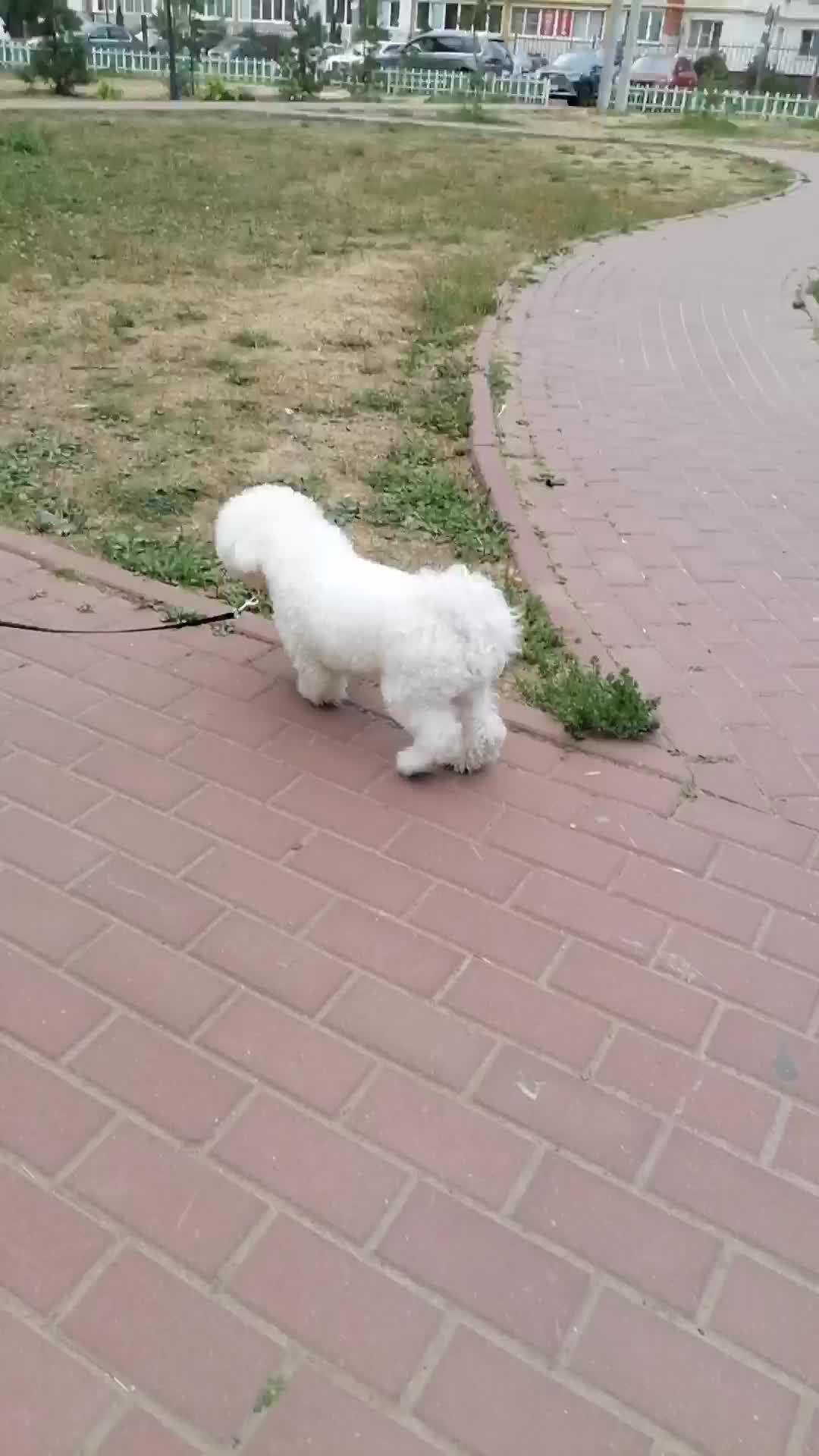саа