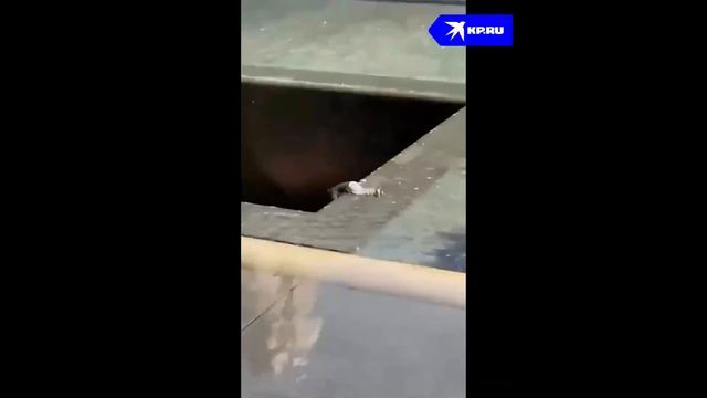 спрыгнул на 21 метровую