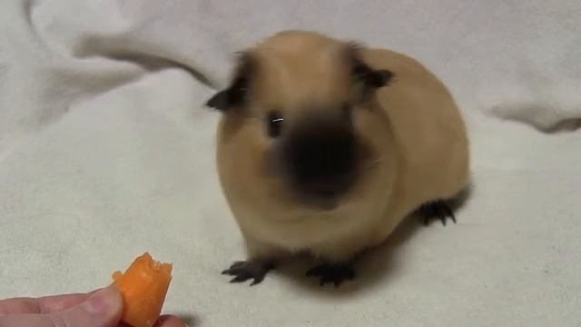 Морская свинка калифорния самка