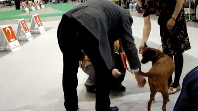 CACIB 17.04.2010 Thai Ridgeback Dog