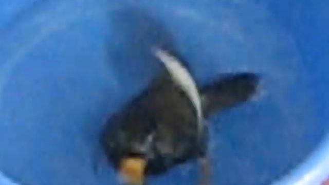 Talking Myna Bird Kuzya-3. Говорящая  майна Кузя-к