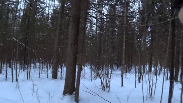 Охота с Русскими гончими на зайца 14 01 23