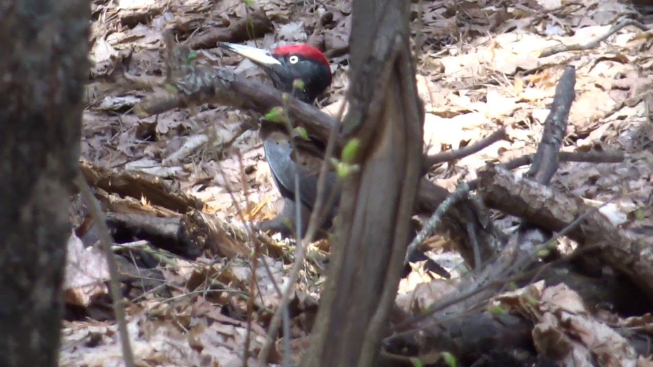 Черный дятел - желна