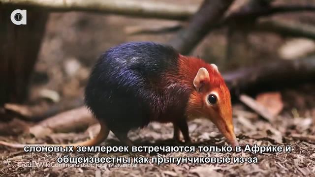Самый крошечный слон в мире?