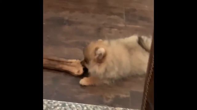 Щенки немецкого и померанского шпица