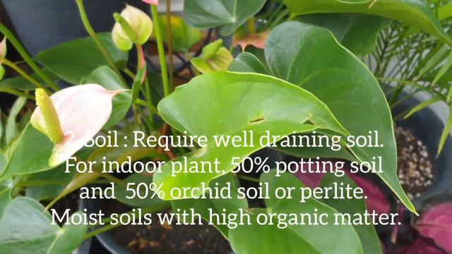 5 Tips Anthurium / Flamingo Flower Plant Care
