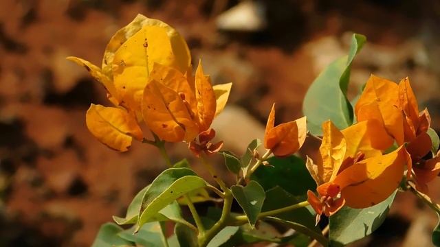 Nikon Coolpix B500 Zoom Test (Nikon Coolpix B500 40x Zoom Photography & Video Test) | Sonika Agarwa