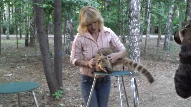 +7 (965)380-13-11. Носуха на праздник. Экзотические животные