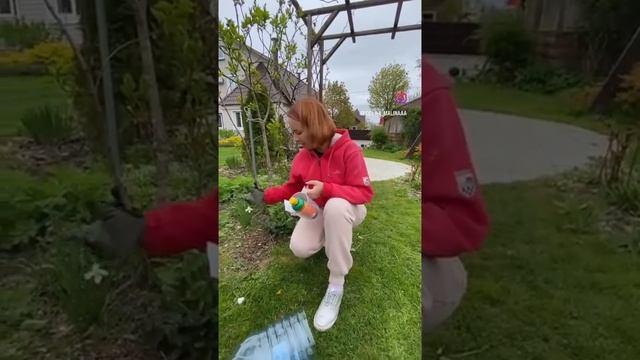 Спасаем розы после зимы ?