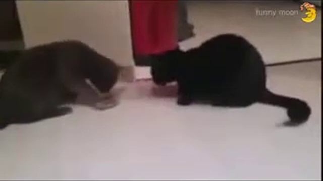 Funny Moon #101 Прикольные животные, кошки, собаки и другие Смешное и прикольное видео  Comical And