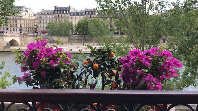 🌿 Planting Window Box Arrangements | 2 Parisian Balconies