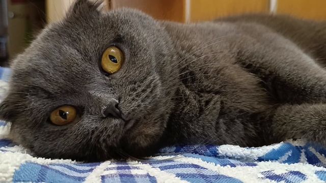 Лежимо з маман ?? #scottishfold #catsworld #cats
