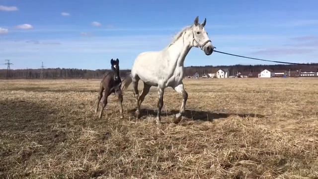 Жеребчик 07.03.2019 года рождения 3/4 импортной крови.
