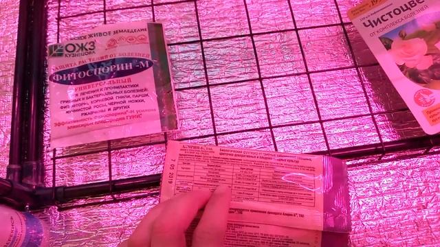 купила заражённую петунию ? / мучнистая роса на черенках вегетативной петунии / борьба с ней