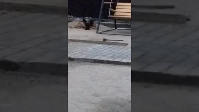 Кормление немецкого щенка.1 месяц.