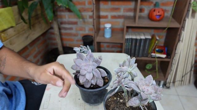 YA PRENDIO MI SUCULENTA ECHEVERIA | AVANCE / Paso A Paso