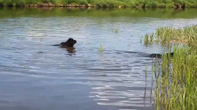 Ньюфы на реке