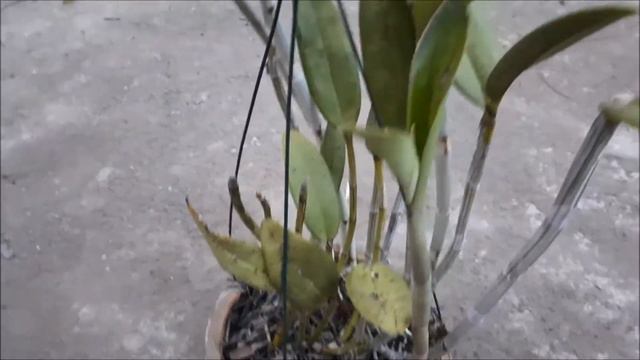 ORQUÍDEA CATTLEYA BICOLOR