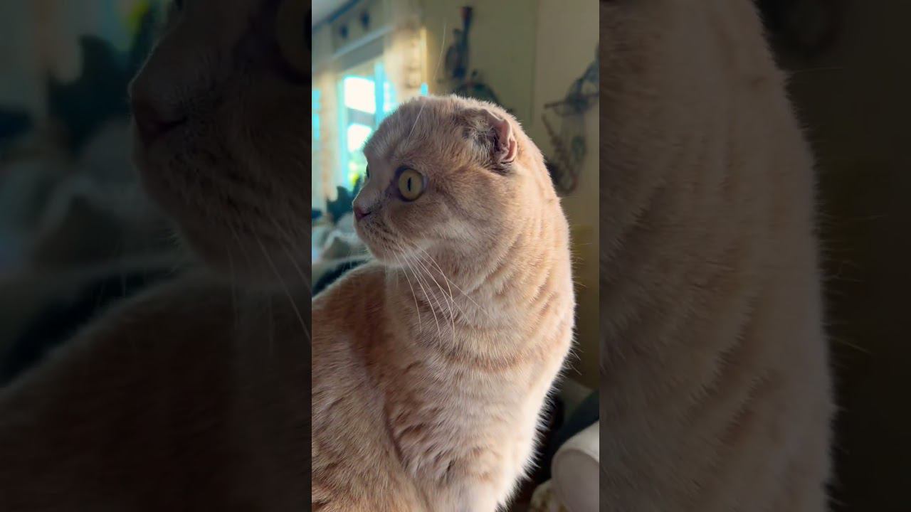 My Baby Cat Levi Niko #scottishfold #catface #cateyes