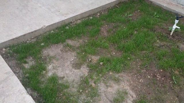 Посев газона. Вторая неделя после засева. 20.06.2020