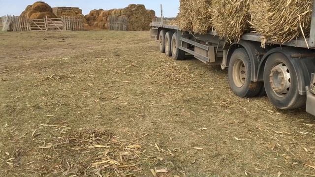 Кукурузное сено