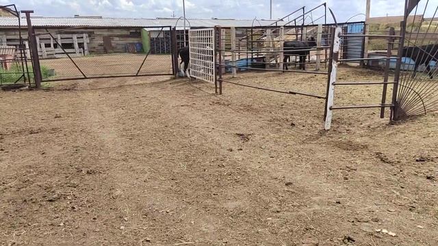 #моло#савдо#шудак#мерават#панч+79226186664