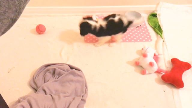 Grumpy Puppy - Cavalier King Charles Spaniel - Growling And Playing