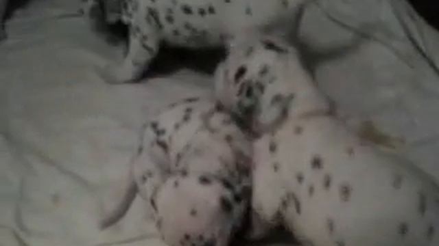 A651d0a4f9f4c23958e25df036a56ad1