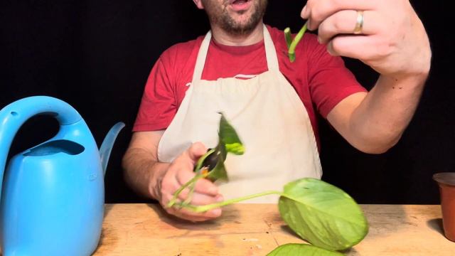 Volume 1 Issue 1 Epipremnum Aureum (False Pothos) Cuttings Together