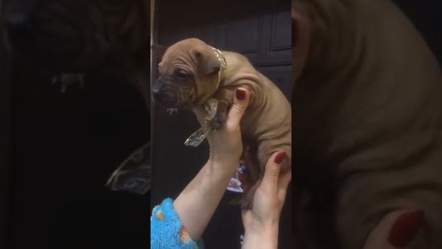 Мальчик изабелловый.. Тайский риджбек..Продается