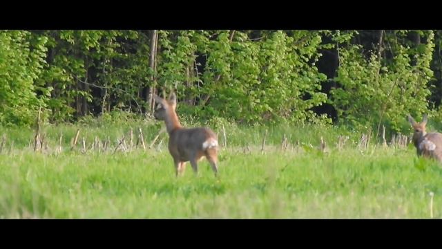300 WM vs Roebuck - distance 310m -  300winmag - 300 Win Mag