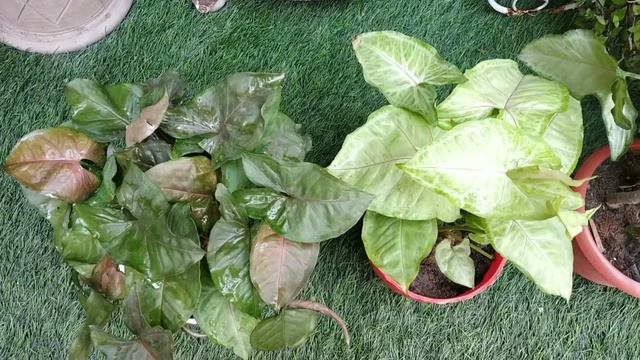 Arrowhead | Syngonium Plant Care/Best Indoor Plant