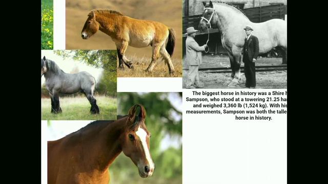 Jim Wilson “Was Noah Good At Tetris?” 29 Apr 2023