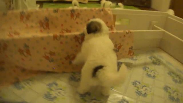 Baisa | Помет 2015 Питомник Nicoloberg