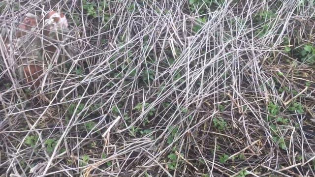 От таких находок волосы встают дыбом! Моного железа у старой фермы!