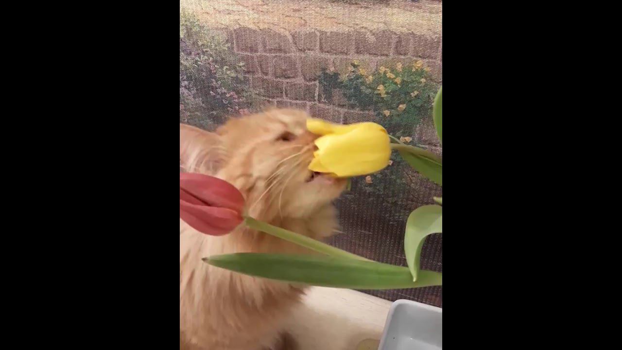 Кот и тюльпаны