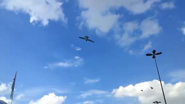 Femac 2012 Smart Bird By Festo HD