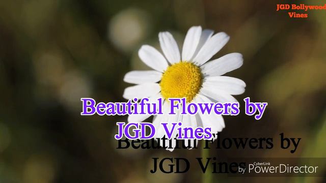 Most Beautiful Flowers 4k Ultra Video By Jgd Vines