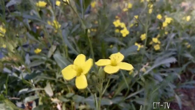 18457159926f271764b8299069f30e85