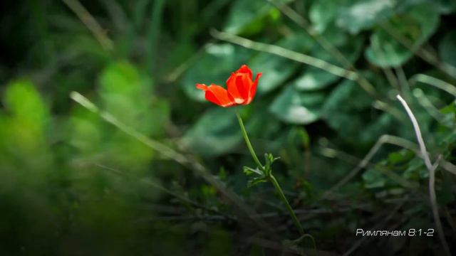 11. Лето - жизнь с Богом