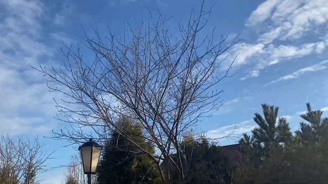 Дневник самоизолятора. Десятый день.  К нам прилетели дикие утки.