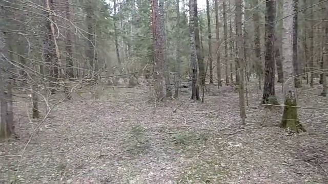 Русские гончие. Нагонка. Забава отдала голос в 8месяцев.