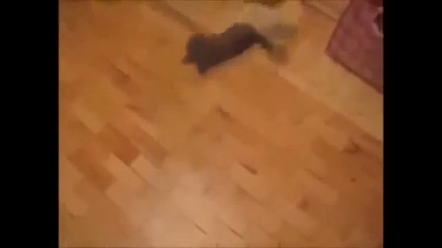 Кот на полу!