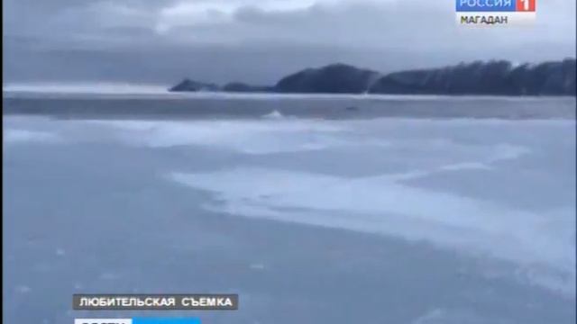 Гренландский кит пасся в районе бухты Светлой в окрестностях Магадана