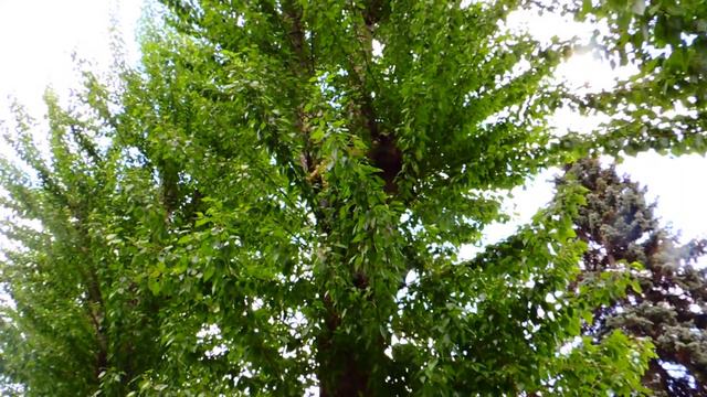 Cенатор лезет на дерево